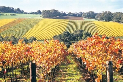 ARTPIC_Vineyardgenericautumn